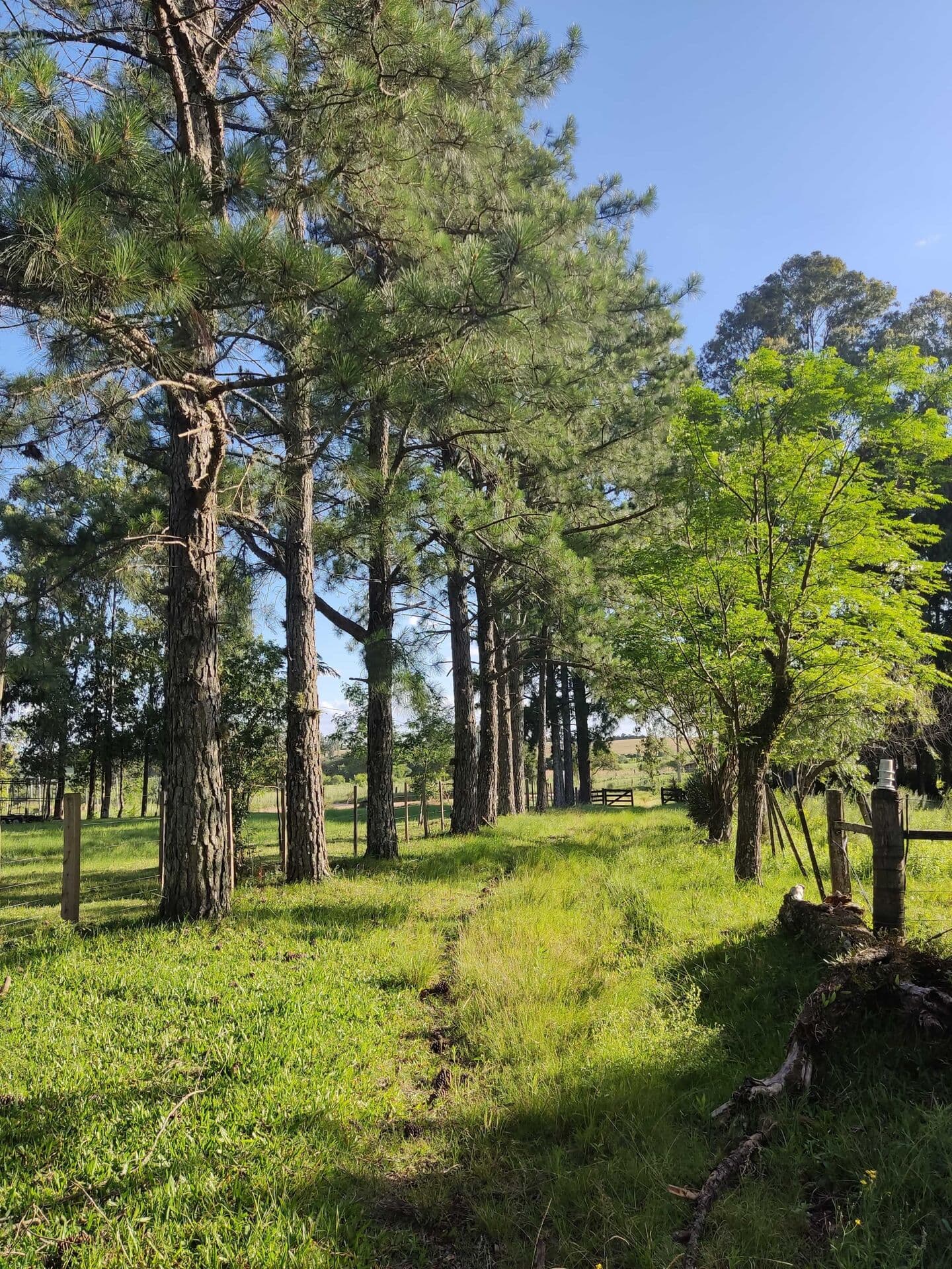 Fazenda/Sítios/Chácaras em Bagé - Área Rural de Bagé