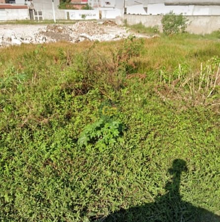 Lote/Terreno em Feira de Santana - Jardim Acácia