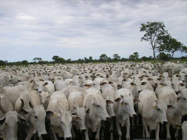 Fazenda à venda em Rondonópolis/MT