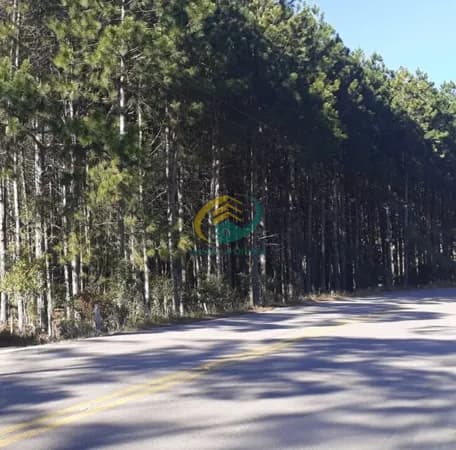 9 mil Pés de Pinus com 25 anos - 104 Metros de Frente