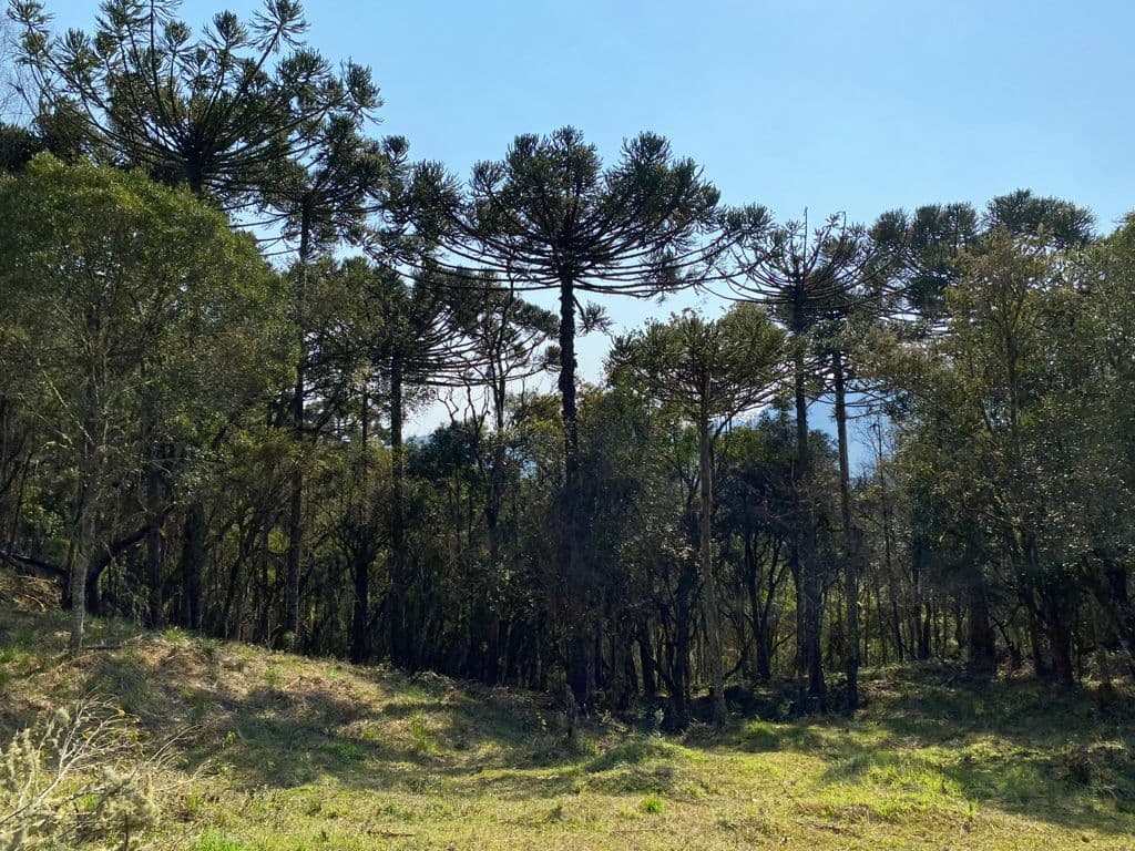 terreno de 2 hectares em Urubici