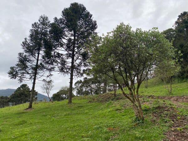 Lote/Terreno em Bom Retiro - Centro