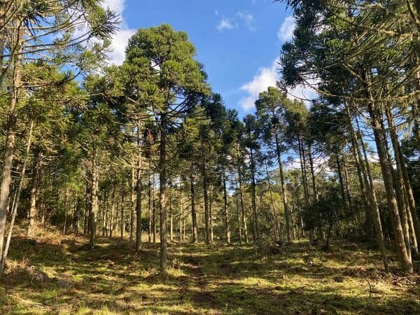 Fazenda/Sítios/Chácaras em Urubici - Centro