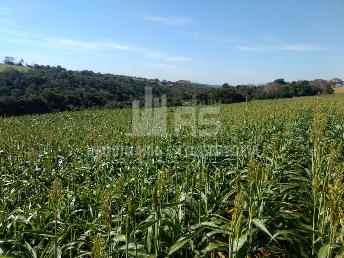 Sítio em Área Rural de São Pedro do Turvo, São Pedro do Turvo/SP