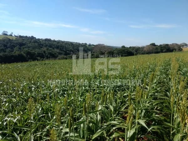 Sítio em Área Rural de São Pedro do Turvo, São Pedro do Turvo/SP