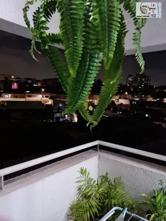 Apartamento Alto Padrão em Vila Amélia, São Paulo/SP