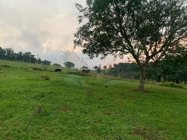 Sítio com 6,5 Alqueires