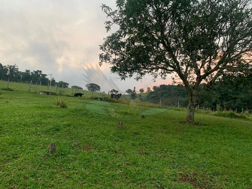 Sítio com 6,5 Alqueires