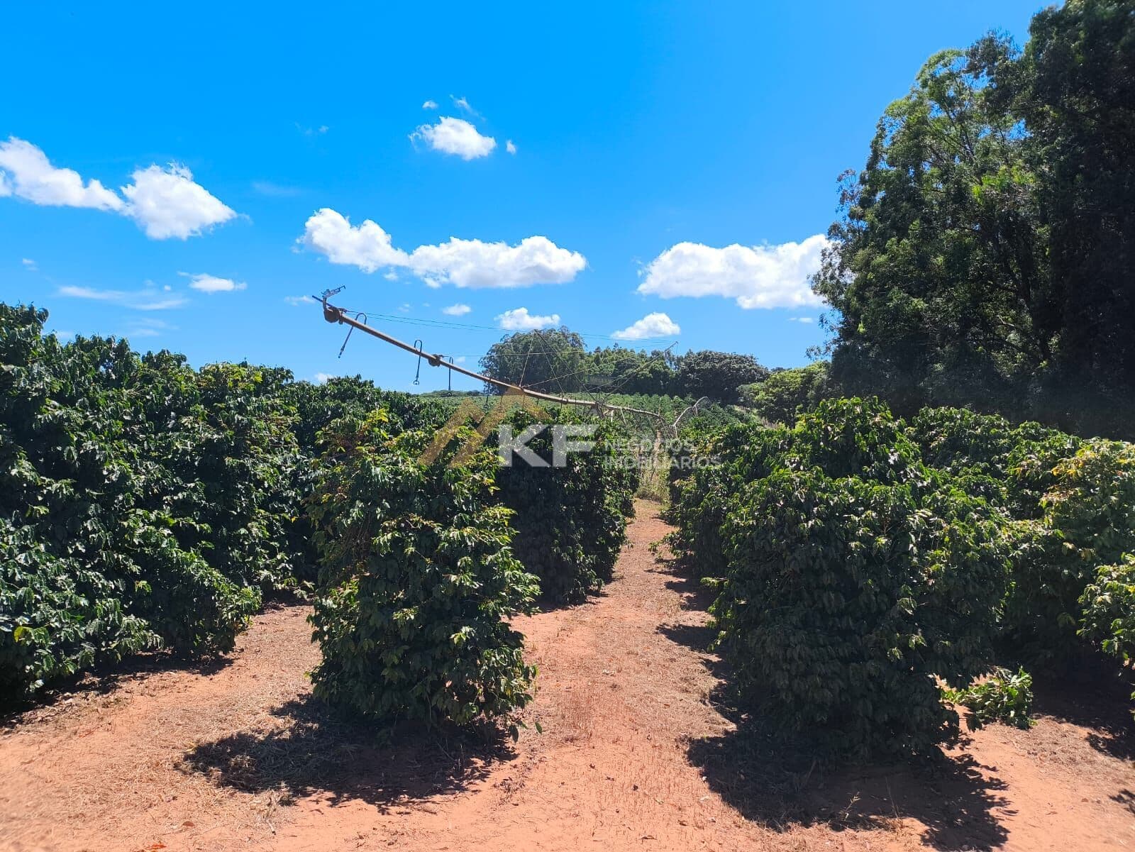 Fazenda em São José do Rio Preto- SP