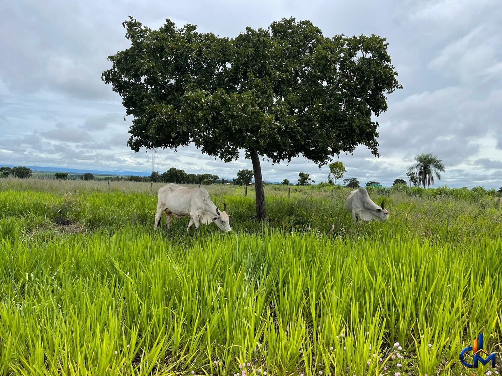 Fazenda em Jangada