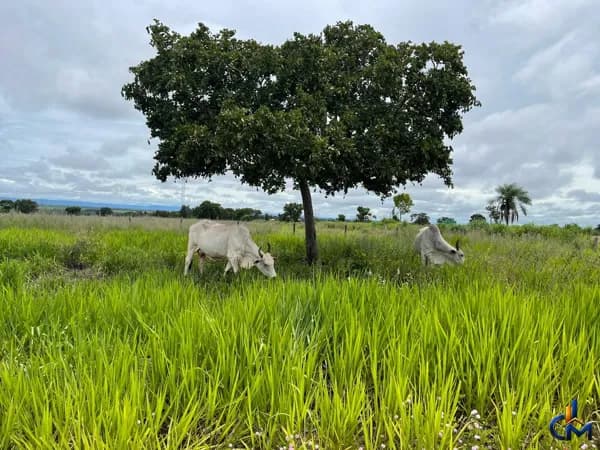 Fazenda em Jangada