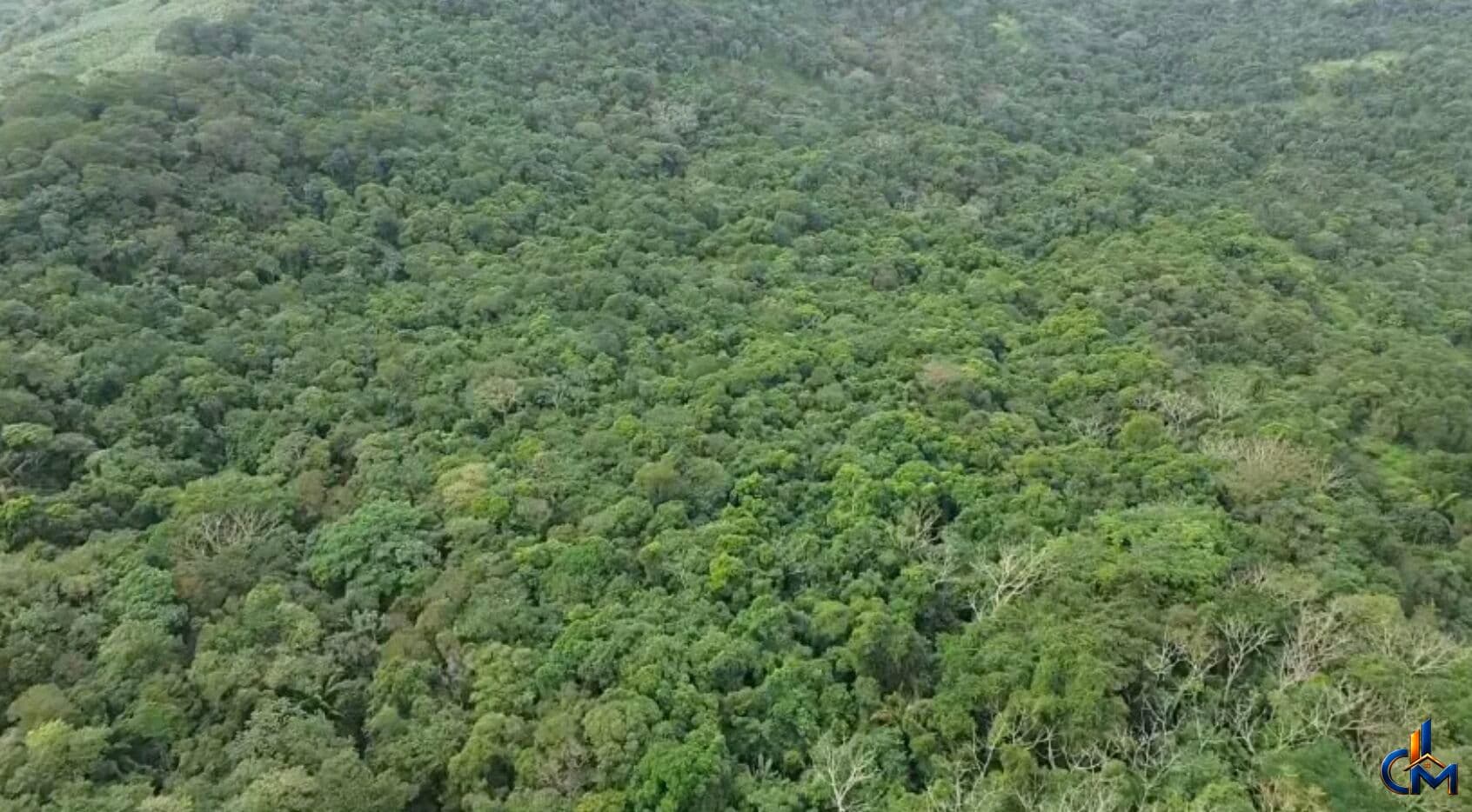 Área na Mata Atlantica