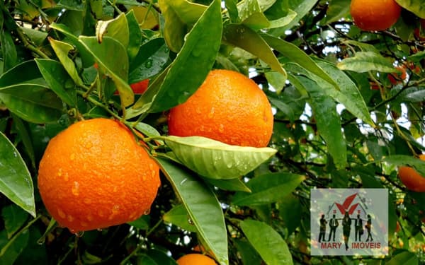 Fazenda/Sítios/Chácaras em Aguaí - Centro