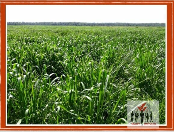Fazenda/Sítios/Chácaras em São Romão - Centro