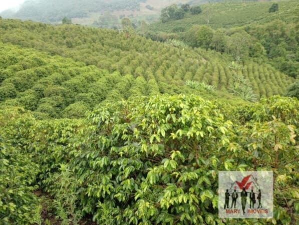 Fazenda/Sítios/Chácaras em Bandeira do Sul - Centro
