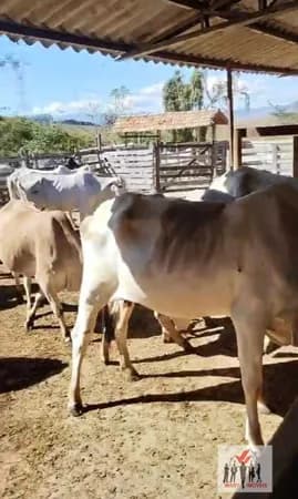 Fazenda/Sítios/Chácaras em Lorena - Centro