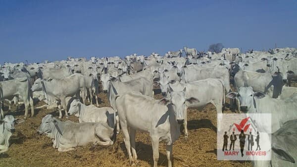 Fazenda/Sítios/Chácaras em Montes Claros - Centro