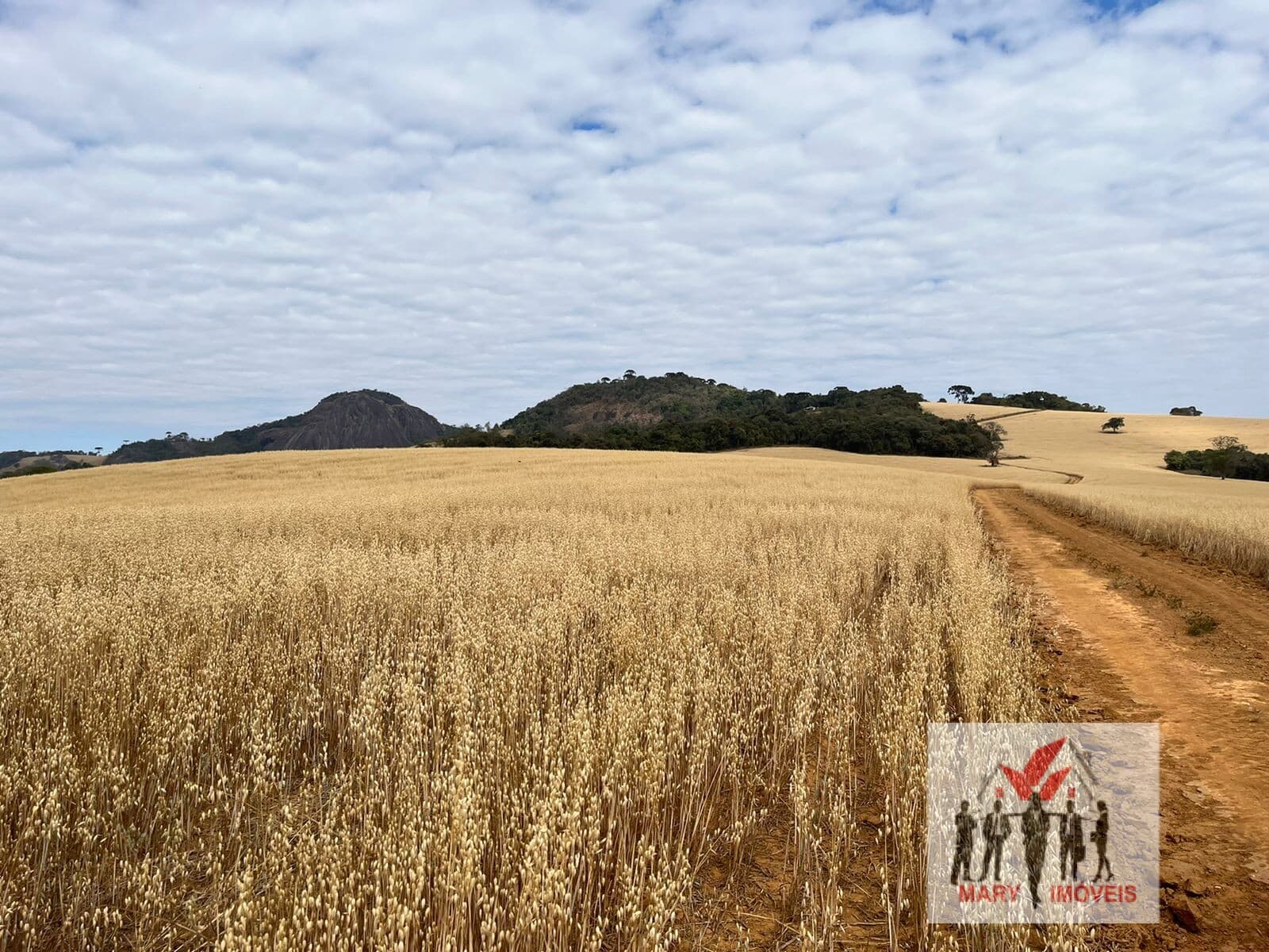 Fazenda/Sítios/Chácaras em Ipuiúna - Centro