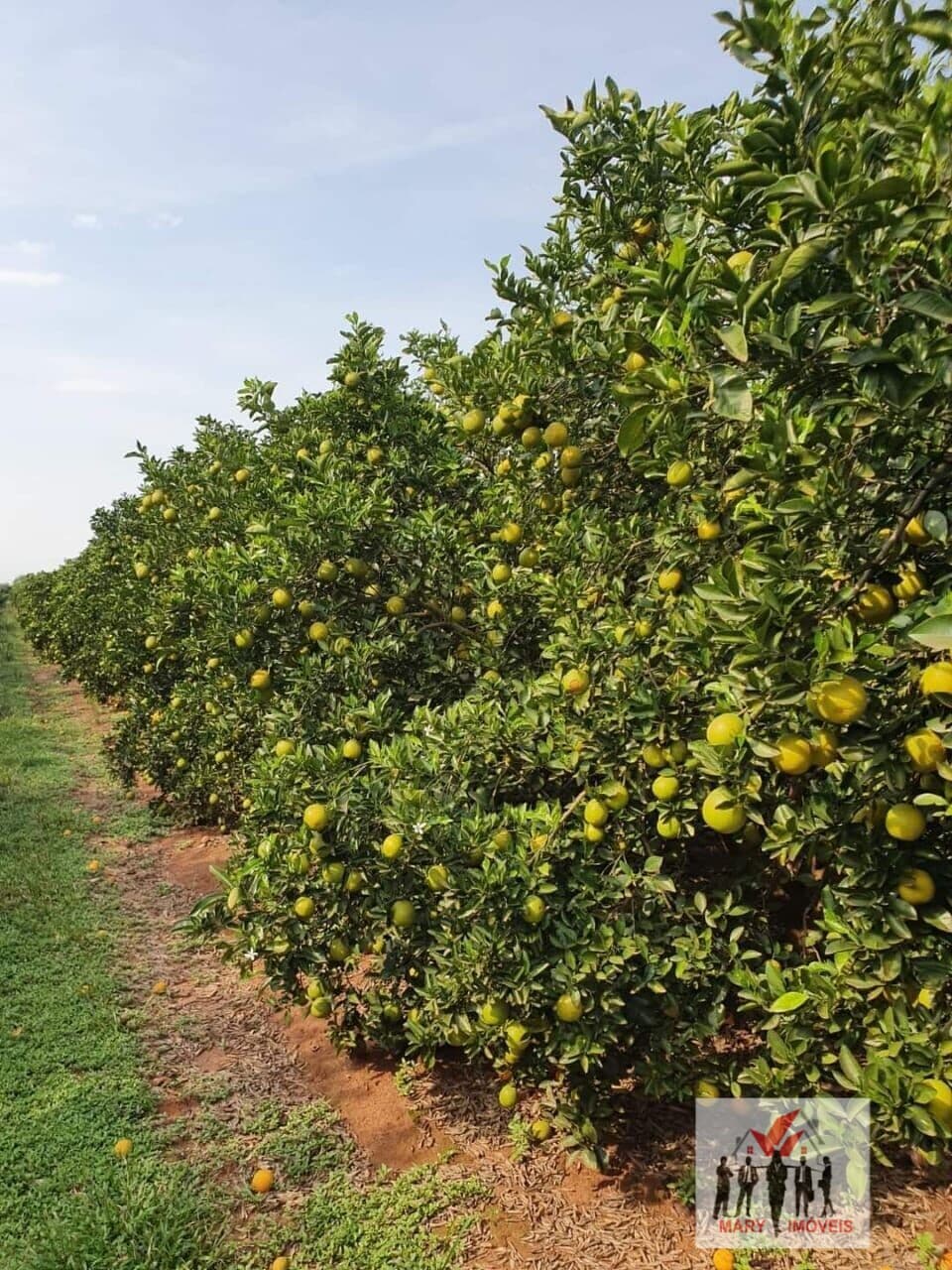 Fazenda/Sítios/Chácaras em Avaré - Área Rural de Avaré