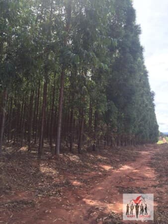 Fazenda/Sítios/Chácaras em Bonito de Minas - Centro