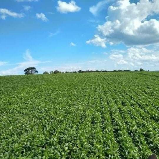 Fazenda/Sítios/Chácaras em Guapé - Centro