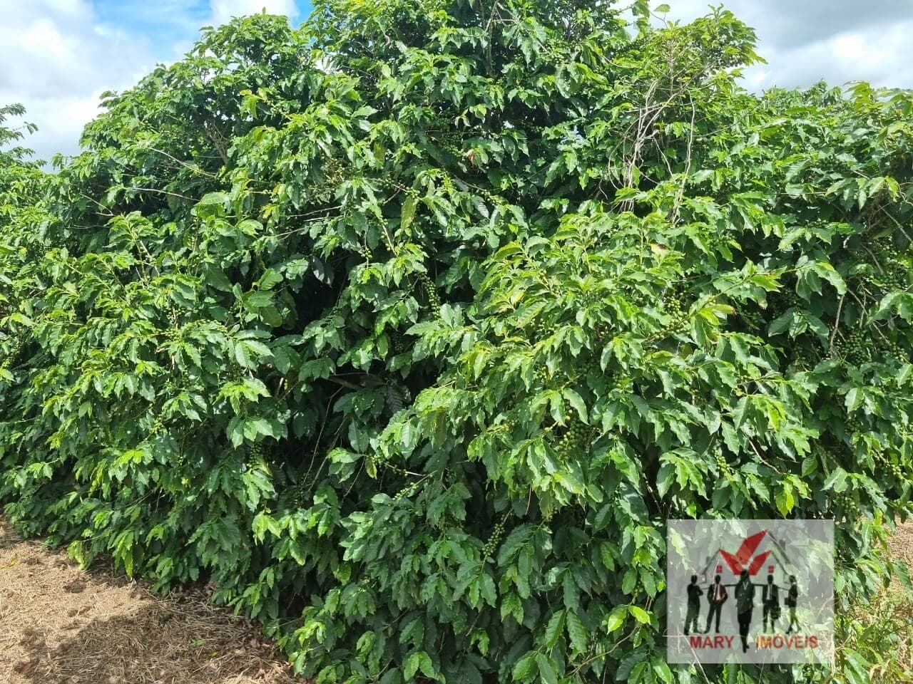 Fazenda/Sítios/Chácaras em Pouso Alegre - Pouso Alegre