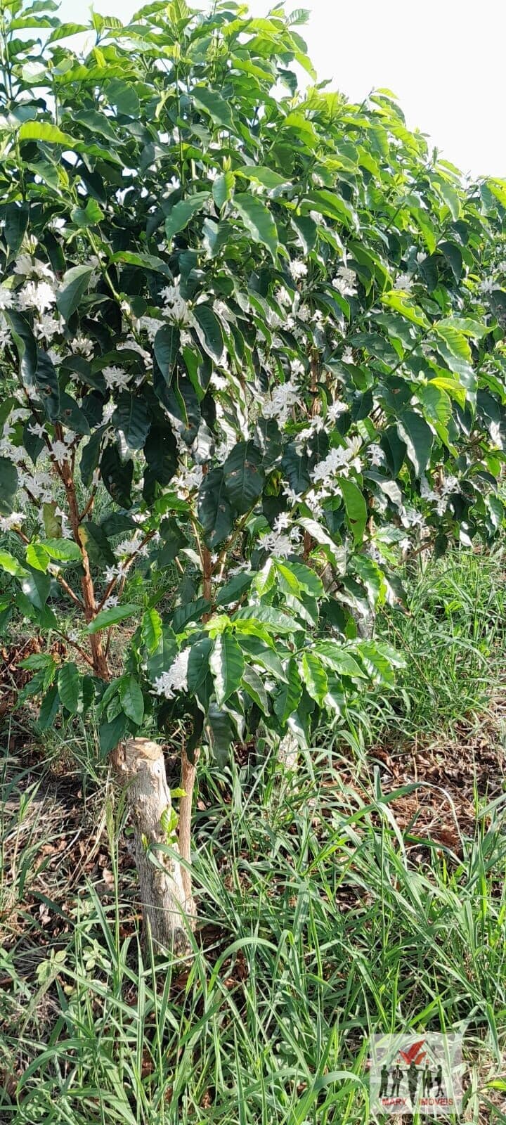 Fazenda/Sítios/Chácaras em São Sebastião da Grama - Centro