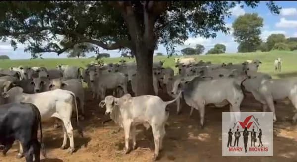 Fazenda/Sítios/Chácaras em Capitão Enéas - Centro