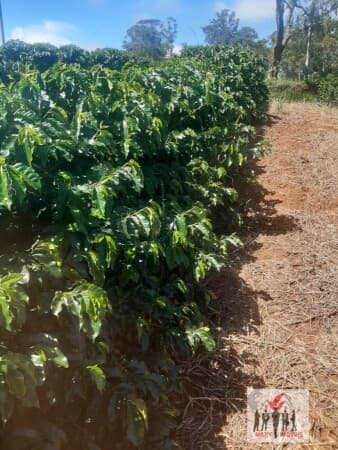 Fazenda/Sítios/Chácaras em Caconde - Centro