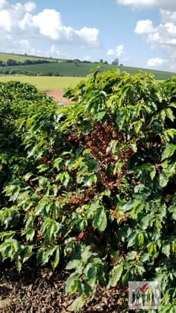 Fazenda/Sítios/Chácaras em Alfenas - Área Rural de Alfenas