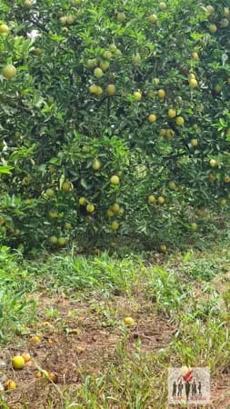 Fazenda/Sítios/Chácaras em Pompéia - Centro