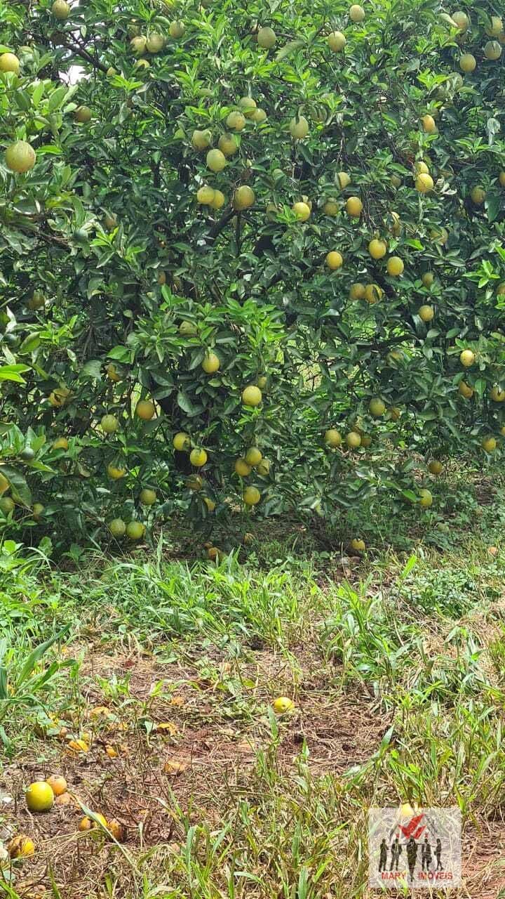 Fazenda/Sítios/Chácaras em Pompéia - Centro