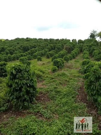 Fazenda/Sítios/Chácaras em Caldas - Centro