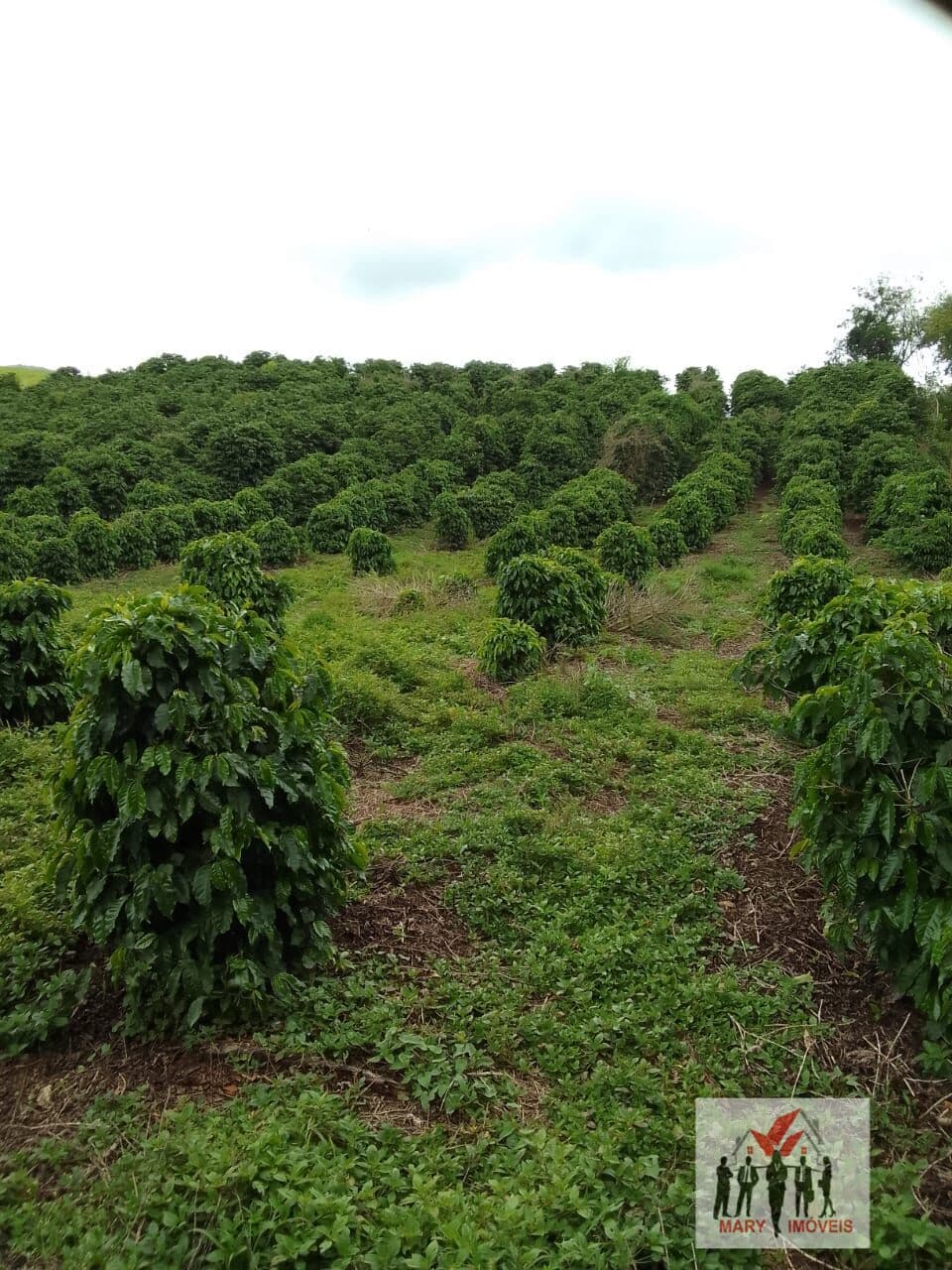 Fazenda/Sítios/Chácaras em Caldas - Centro