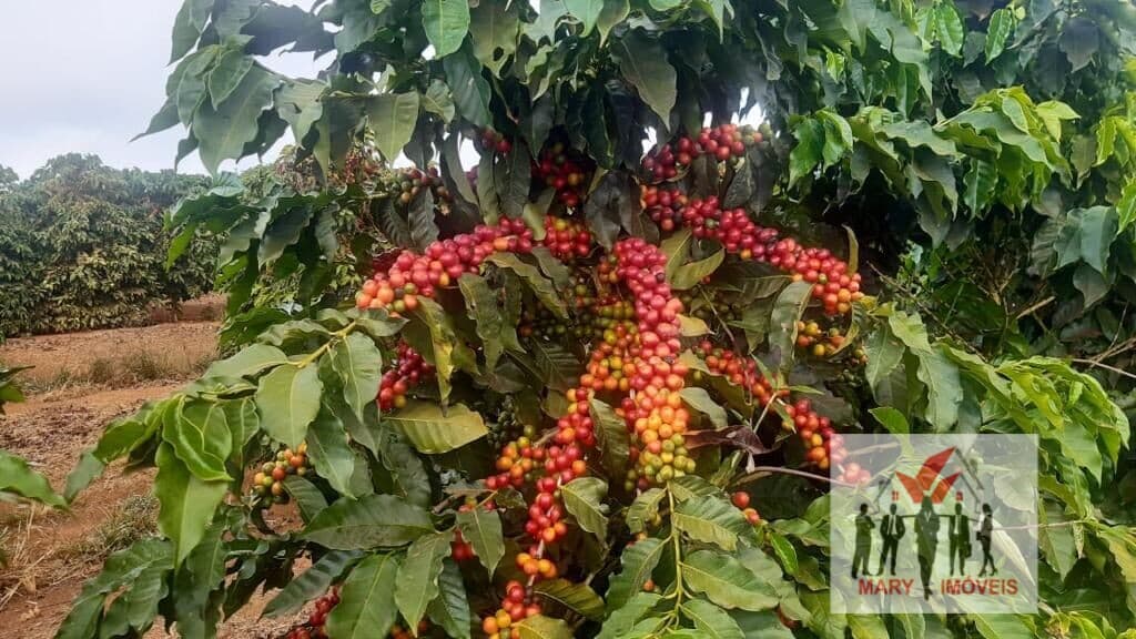 Fazenda/Sítios/Chácaras em Luminárias - Centro