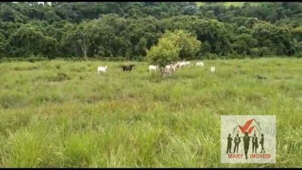 Fazenda/Sítios/Chácaras em Campos dos Goytacazes - Centro