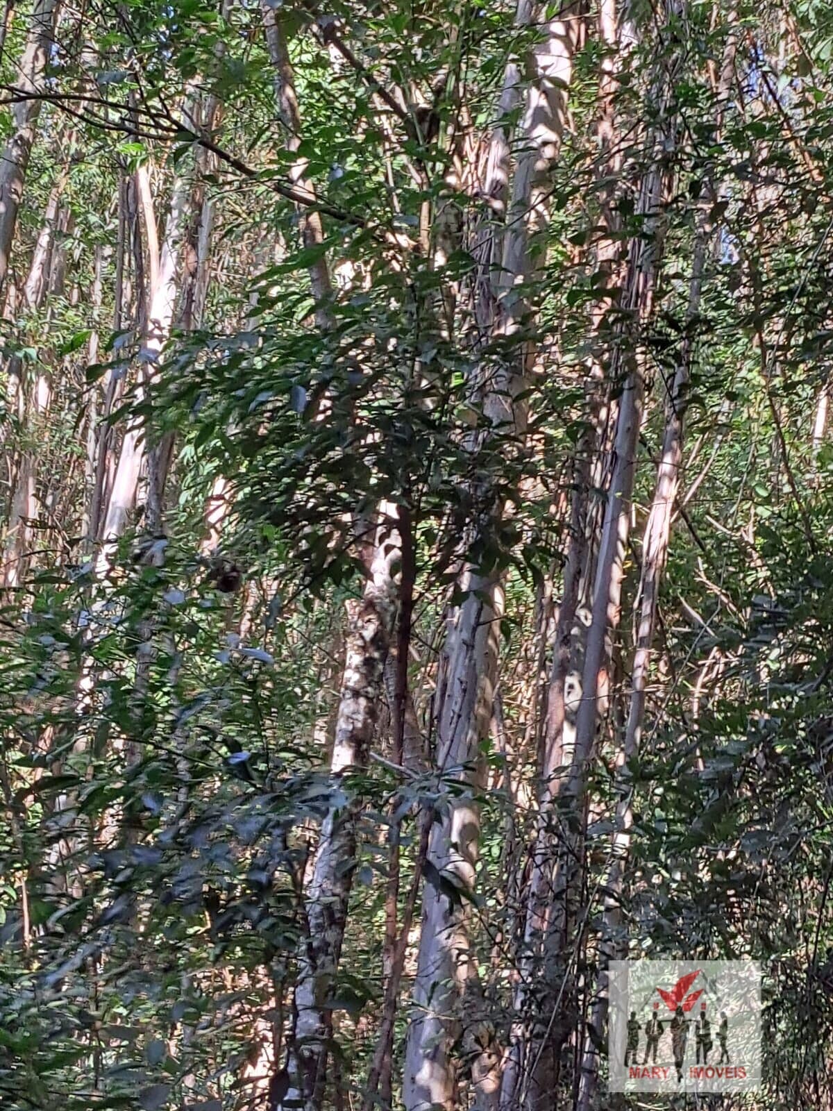 Fazenda/Sítios/Chácaras em Joanópolis - Centro