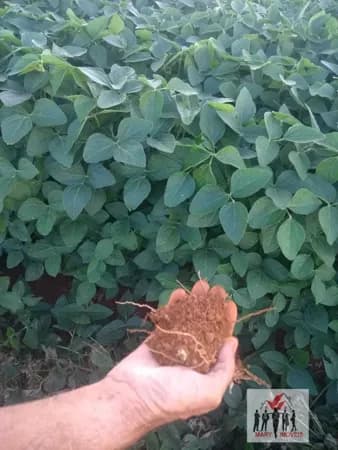 Fazenda/Sítios/Chácaras em Pimenta - Centro