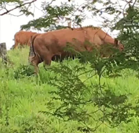 Fazenda/Sítios/Chácaras em Mar de Espanha - Centro