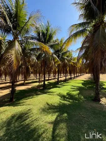 🏡 Chácara dos Sonhos: O Paraíso Pessoal ou Comercial que Você Procura! 🌳