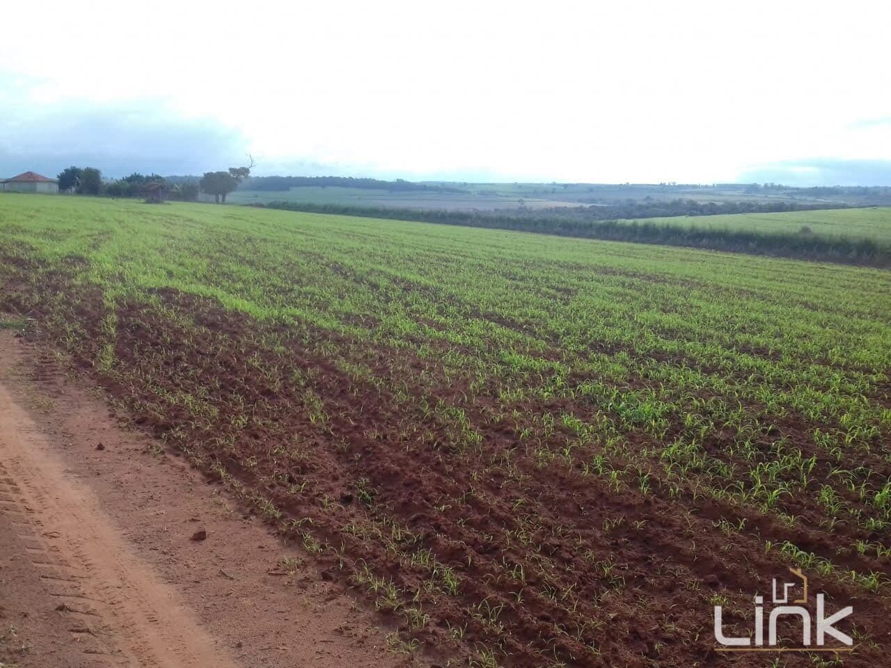 Fazenda 140,5 alqueires em Martinopolis - Soja e Milho
