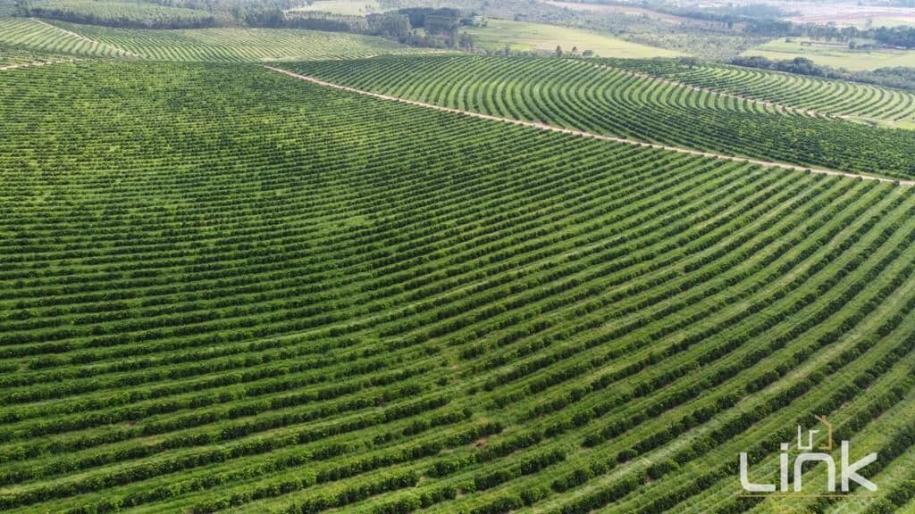 Fazenda de Citrus à Venda