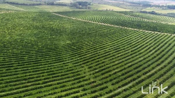 Fazenda de Citrus à Venda