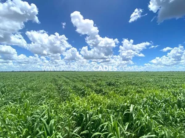 GOIÁS●FAZENDA●950 ALQUEIRES●AGRICULTURA/PECUÁRIA