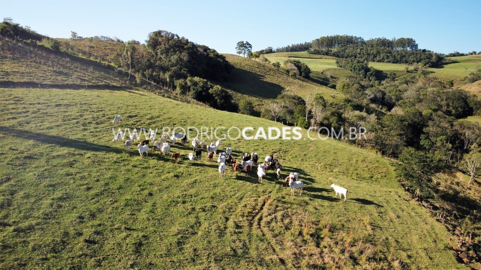SC●FAZENDA●48 HECTARES _ PECUÁRIA_ OESTE DE SC