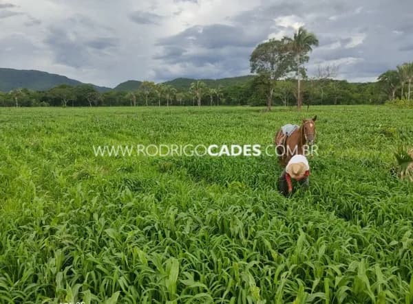 GO●FAZENDA●2.725 HECTARES●PRODUTIVIDADE, INFRAESTRUTURA, RENTABILIDADE