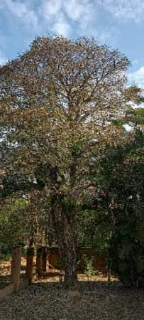 Sobrado em Campinas - Village Campinas