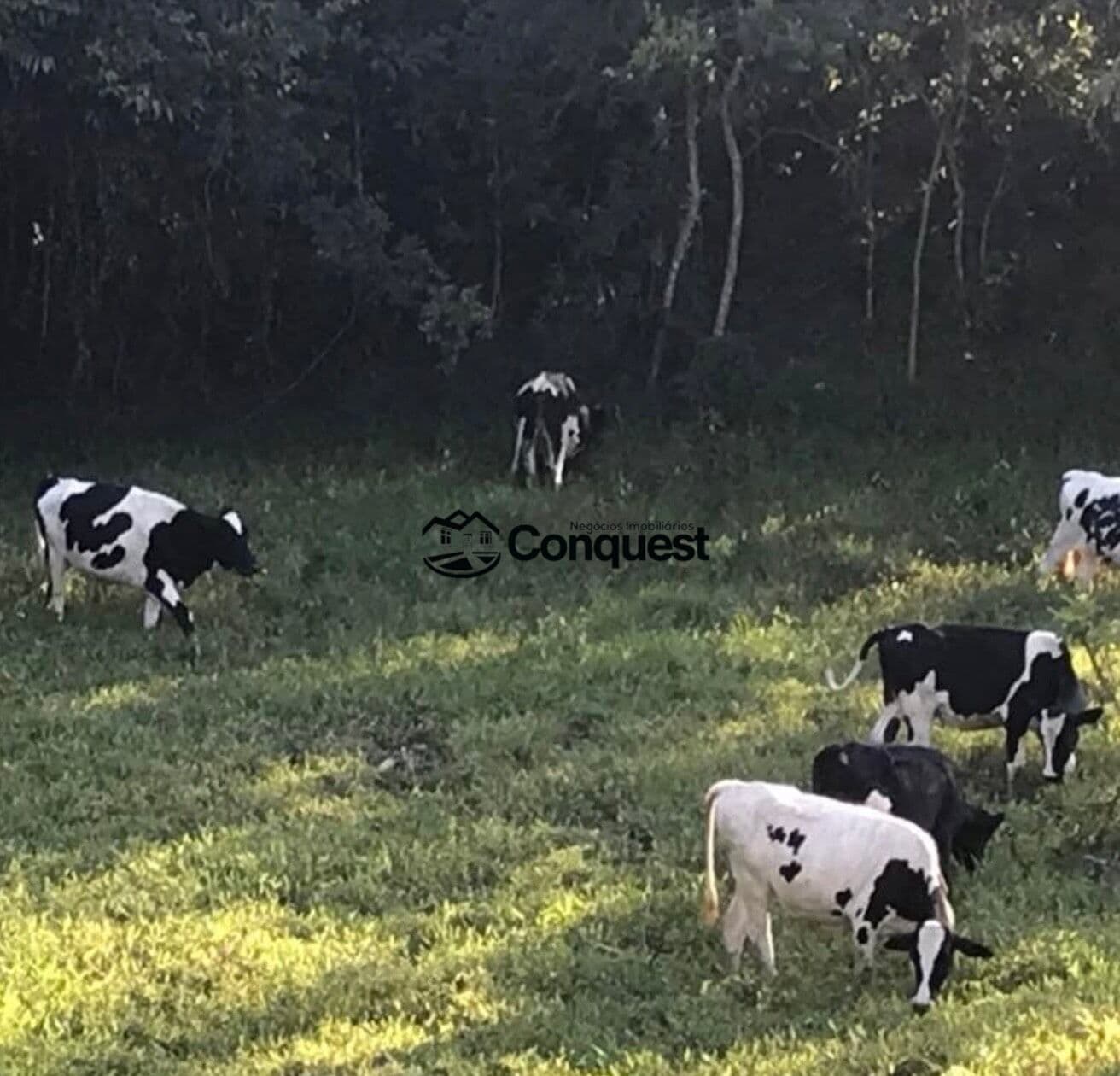 Vendo Linda Fazendinha de 15 Hectares - Caetano José - Bonfim - MG !