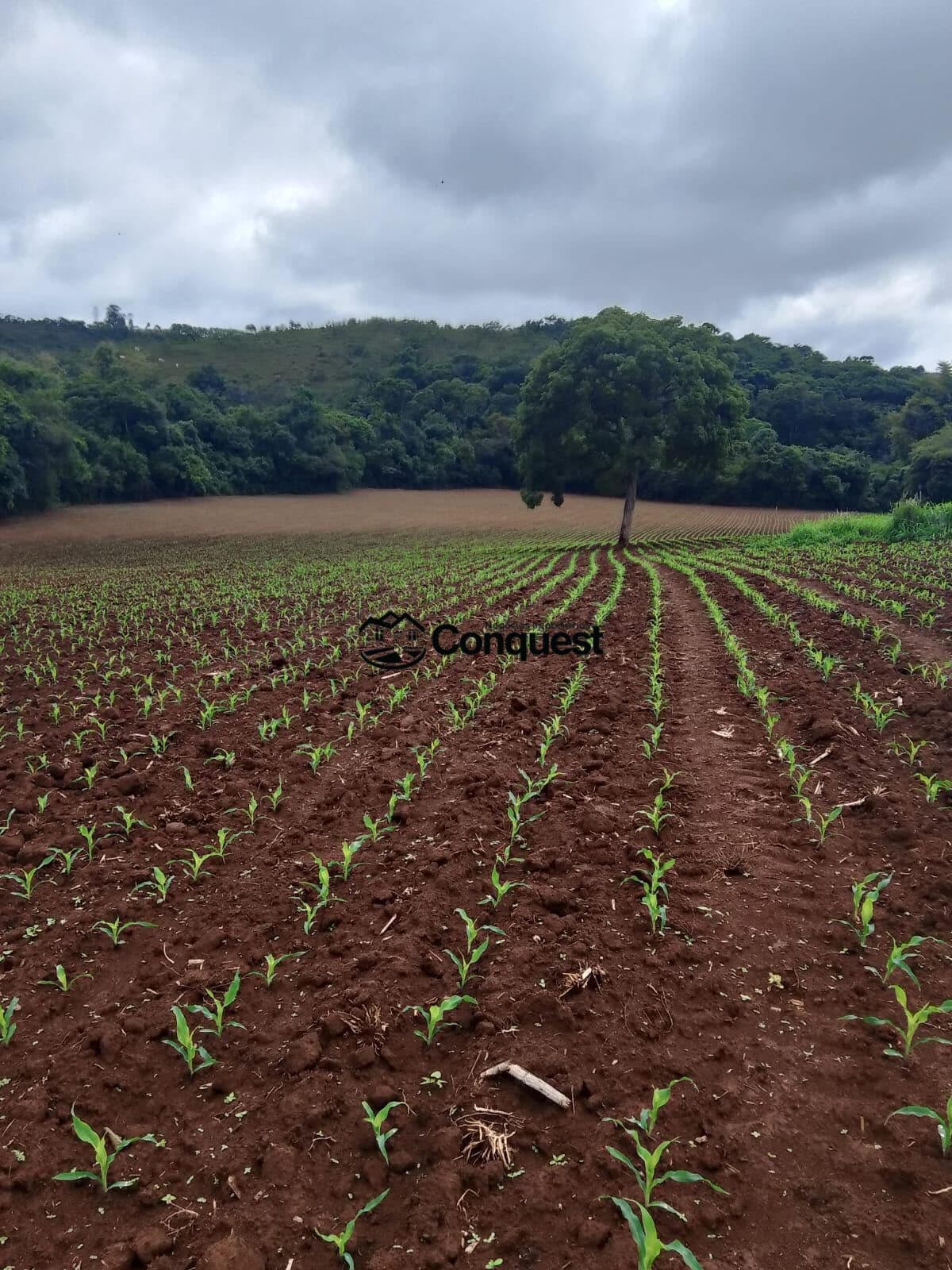Vendo- Uma Linda Fazenda Cidade Entre Rios Minas - 37 Hectares !!