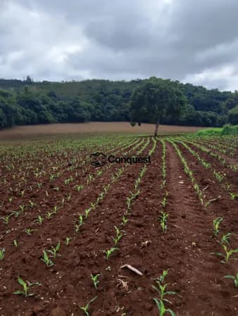 Vendo- Uma Linda Fazenda Cidade Entre Rios Minas - 37 Hectares !!